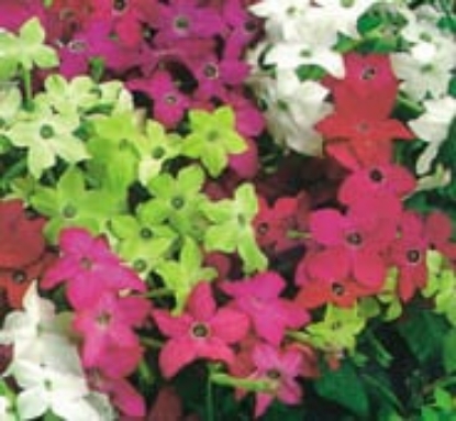 Picture of Nicotiana - Sensation Mixed